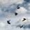 Giant Rooks - Rookery  small pic 1