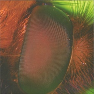 Nthng - Hypnotherapy (Orange Vinyl) 