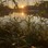 Greg Foat & James Thorpe - Photosynthesis 
